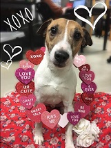 Puppy love is great for Marketing - Bandit agrees!